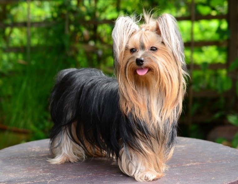 Yorkshire Terrier Cinsi Köpek Özellikleri ve Bakımı